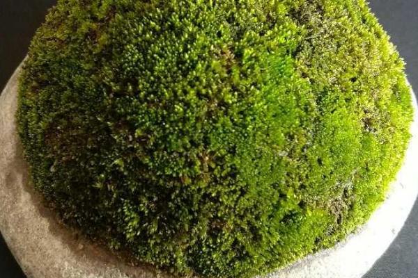 盆栽上的青苔是怎么搞上去的