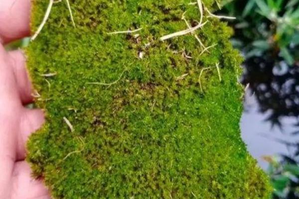 盆栽上的青苔是怎么搞上去的