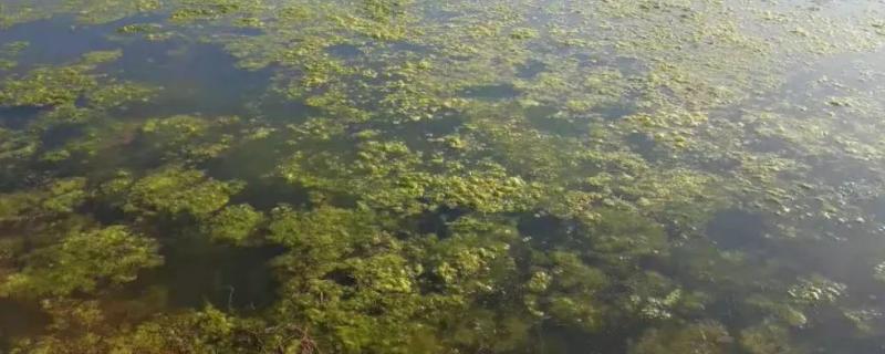 青苔用什么药快速去除