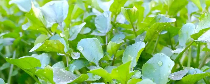 西洋菜什么时候播种