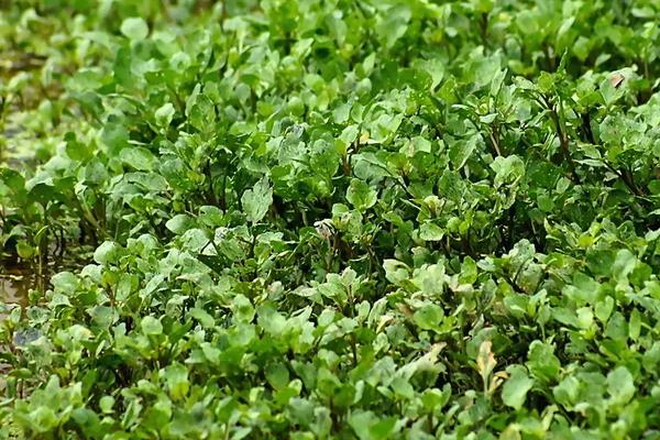 西洋菜的播种时间，附种植要点