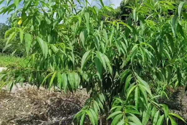 水蜜桃种植要点，附水蜜桃成熟的时间