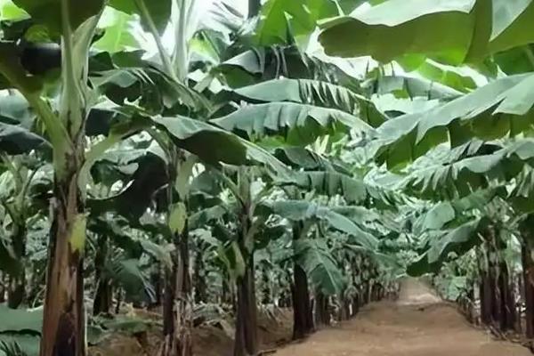 香蕉籽能否种植，附香蕉繁殖方法
