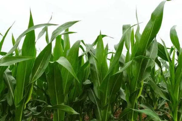 登海511玉米种简介