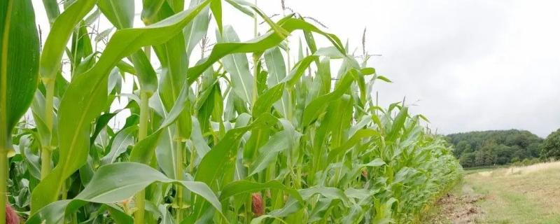 登海533玉米品种介绍