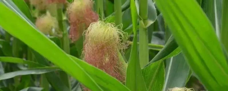 迪卡556玉米种子简介