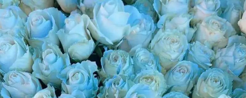 碎冰蓝花语