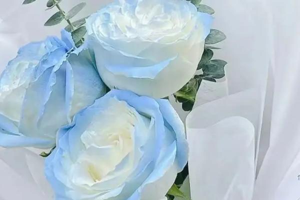 碎冰蓝花语