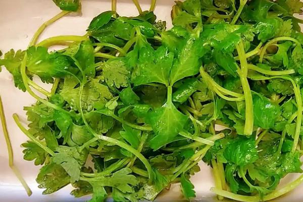三叶香是什么菜