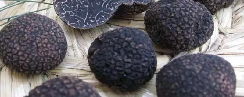 黑松露生长在什么地方