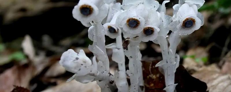 水晶兰怎么种