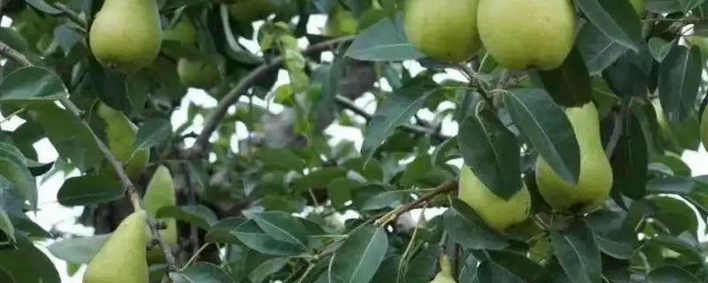 烟台梨什么时候成熟