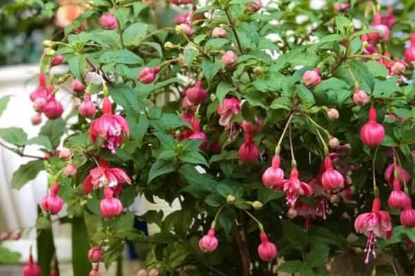 灯笼花介绍，附繁殖方法