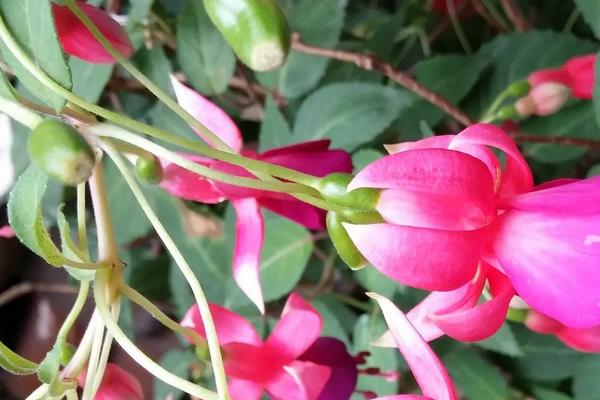 灯笼花介绍，附繁殖方法