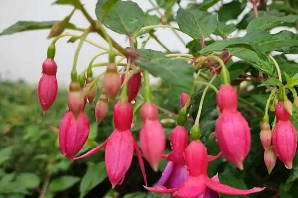 灯笼花介绍，附繁殖方法
