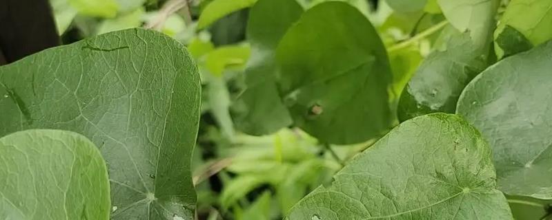 玉荷包怎么养