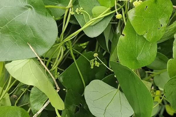 玉荷包养殖要点，附玉荷包繁殖方式