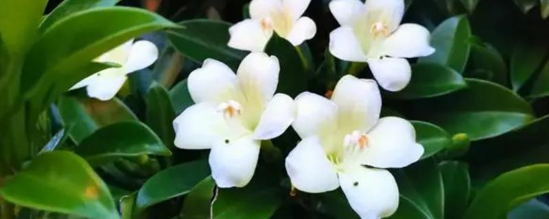 非洲茉莉开花吗