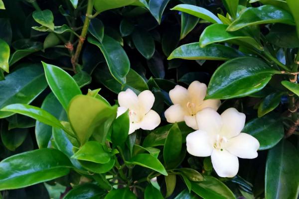 非洲茉莉开花吗