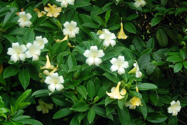 非洲茉莉开花吗