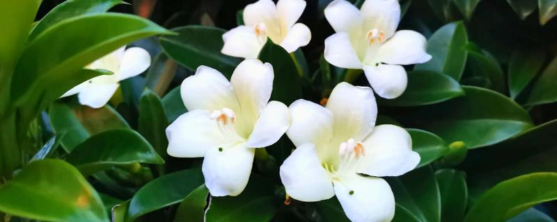 非洲茉莉几年开花一次