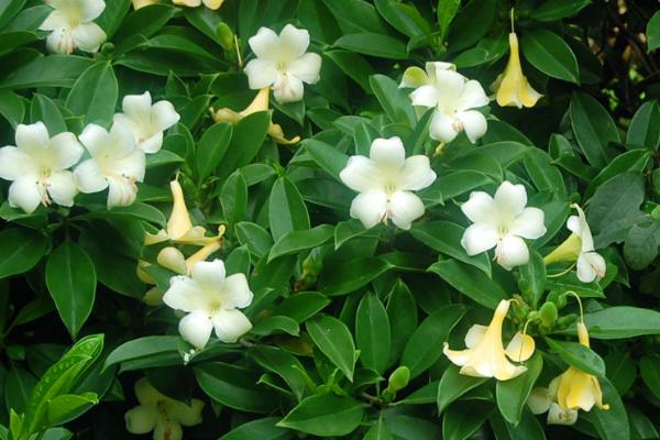 非洲茉莉几年开花一次