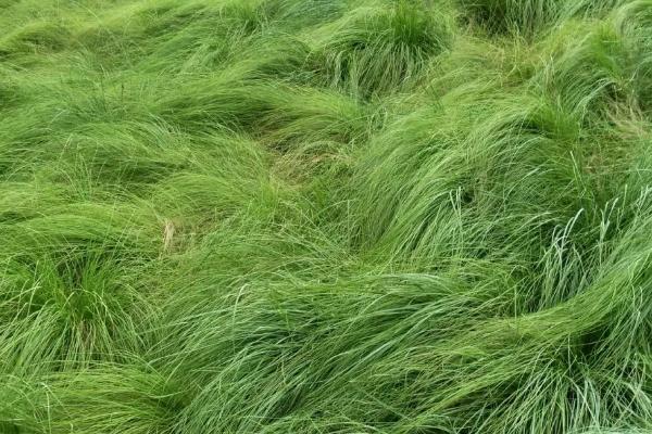 牛毛草种子正确种植方法