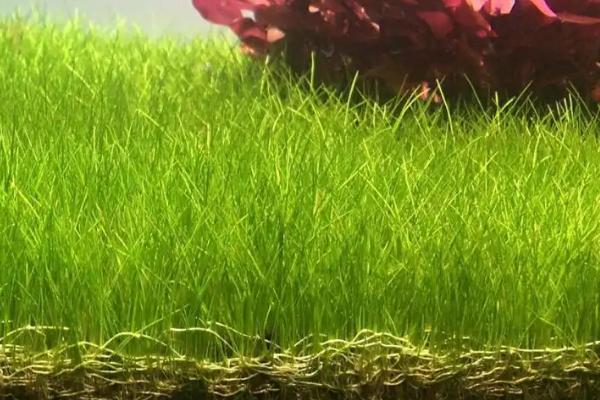 牛毛草种子正确种植方法