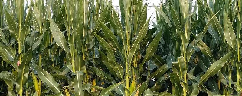 登海最好的5个品种名称