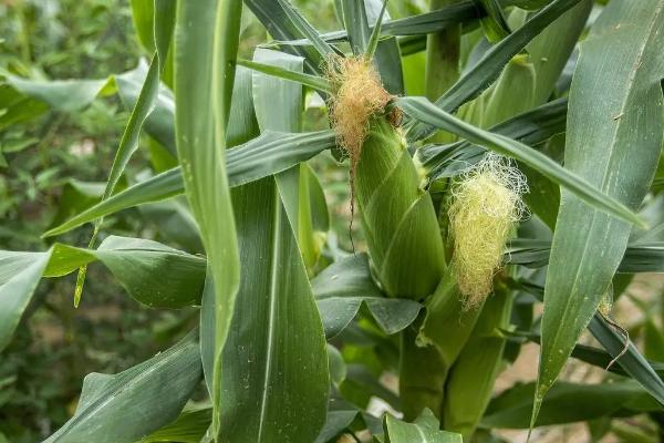 登海最好的5个品种名称