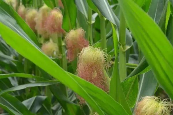 登海最好的5个品种名称