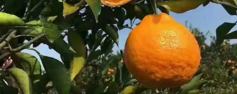 粑粑柑是几月份的水果