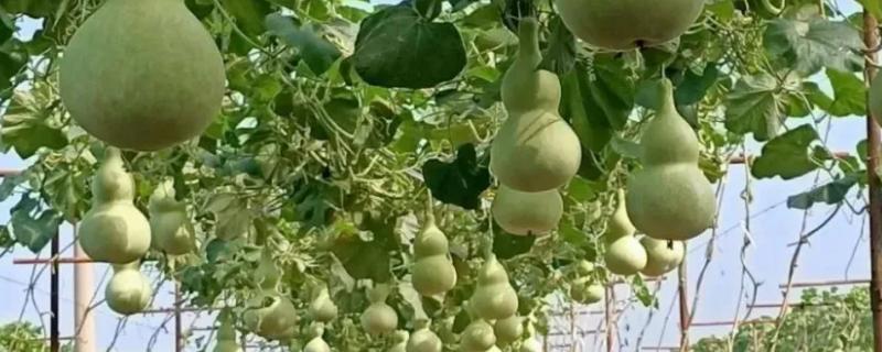 葫芦怎么晒干保存