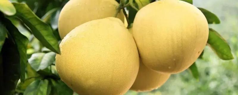 柚子长在哪里