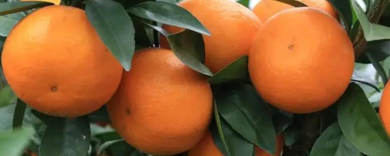沃柑亩产量一般多少斤