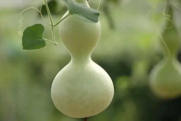 葫芦可以干什么