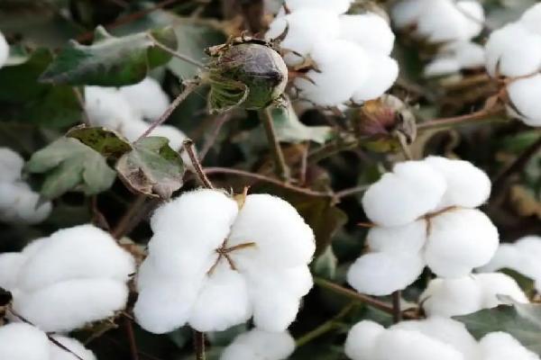 棉花什么时候成熟