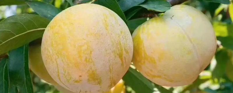 奈李成熟的季节是几月