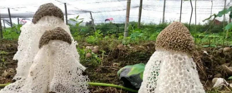 竹荪是竹子的什么部位