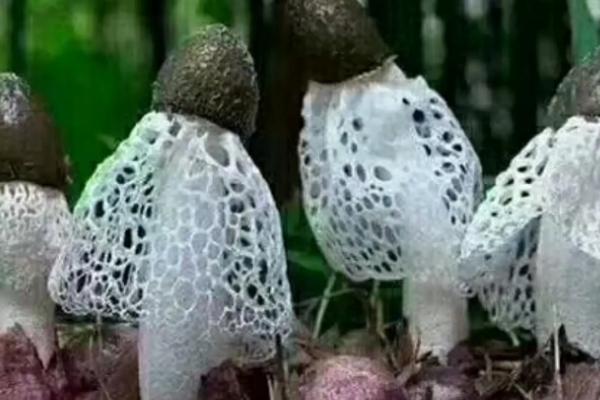 竹荪是竹子的什么部位