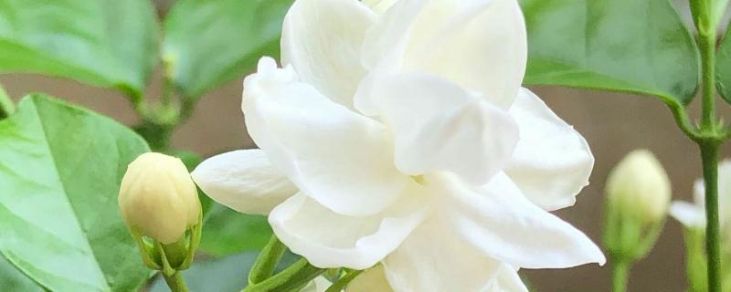 什么花代表友谊