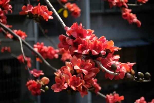 什么花代表友谊
