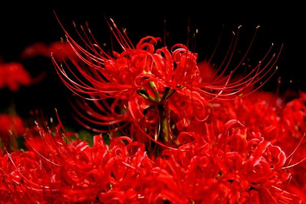 代表死亡的花