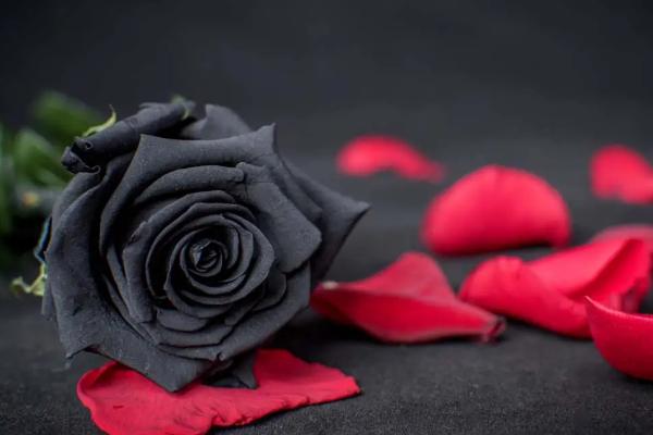 代表死亡的花