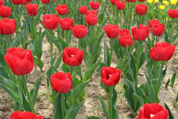 代表诚信的花