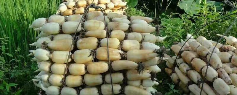 莲藕病虫害防治用什么农药