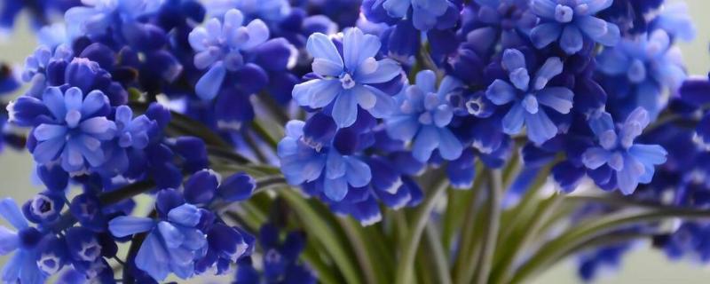 代表重生和希望的花