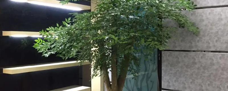 幸福树可以种室外院子里面吗