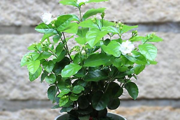 茉莉花什么时候换盆最好