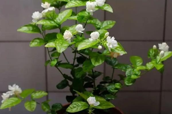 茉莉花什么时候换盆最好